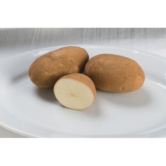 Gold Rush - Seed Potatoes