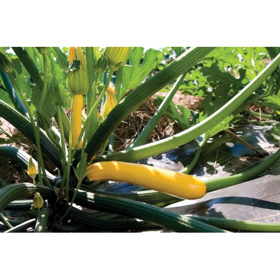 Golden Glory - (F1) Zucchini Squash Seed