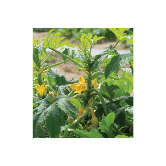 Goldfinch - Organic (F1) Yellow Summer Squash Seed