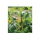 Goldfinch - Organic (F1) Yellow Summer Squash Seed