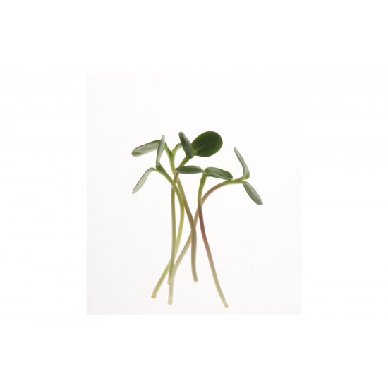 Gray Striped Sunflower - Organic Shoot Seed