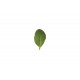 Green Giant (F1) - Komatsuna Seeds