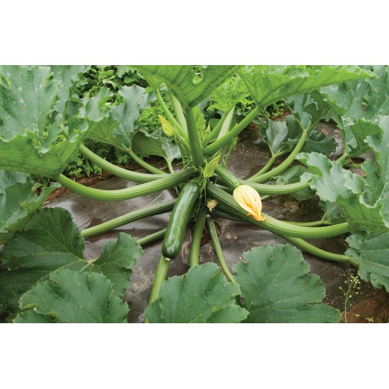 Green Machine - Organic (F1) Zucchini Squash Seed