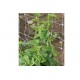 Green Malabar Spinach Seeds