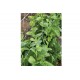 Green Malabar Spinach Seeds