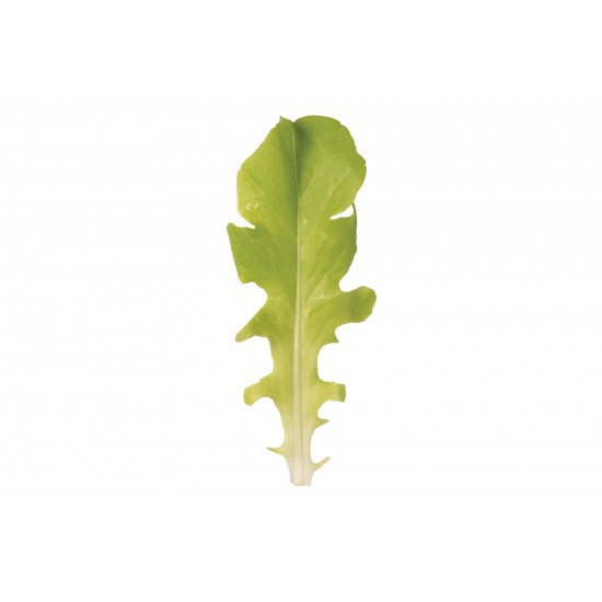Green Saladbowl - Lettuce Seed