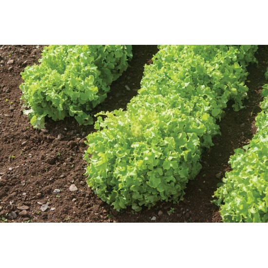 Green Saladbowl - Organic Lettuce Seed