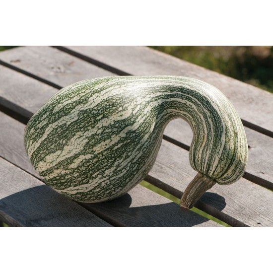 Green Striped Cushaw - Pumpkin Seed