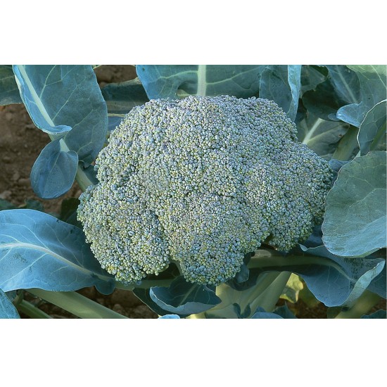 Gypsy - (F1) Broccoli Seed