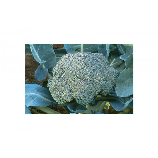Gypsy - (F1) Broccoli Seed