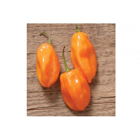 Habanero - Organic Hot Pepper Seed