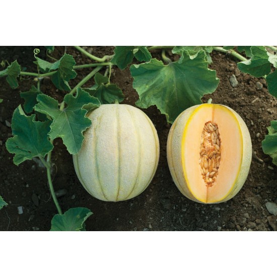 Halona - (F1) Melon Seed