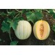 Halona - (F1) Melon Seed