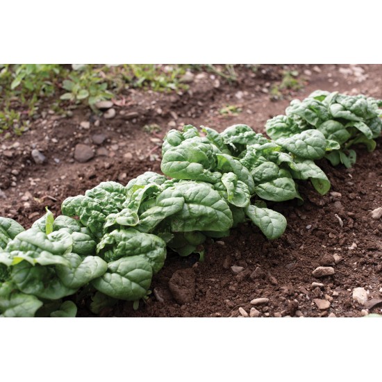 Hammerhead - (F1) Spinach Seed