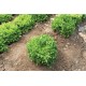 Hampton - Organic  Lettuce Seed