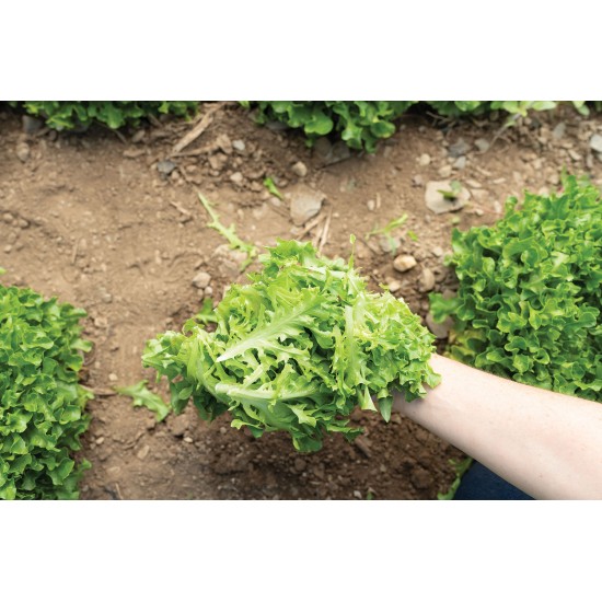 Hampton - Organic  Lettuce Seed