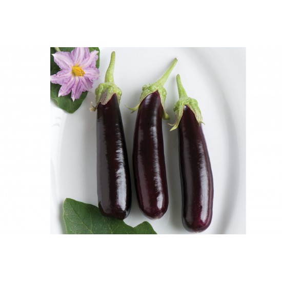 Hansel - (F1) Eggplant Seed