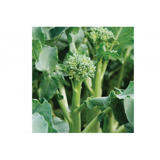 Happy Rich - Sprouting Broccoli Seeds