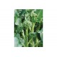 Happy Rich - Sprouting Broccoli Seeds