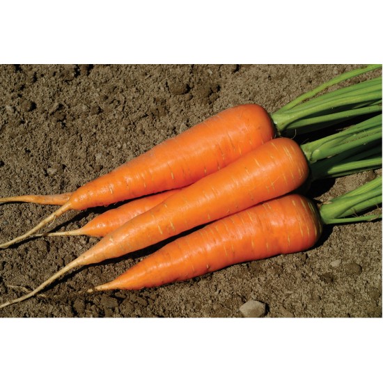 Hercules - (F1) Carrot Seed