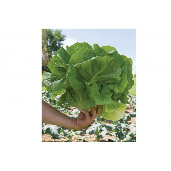 Holon - Organic Lettuce Seed