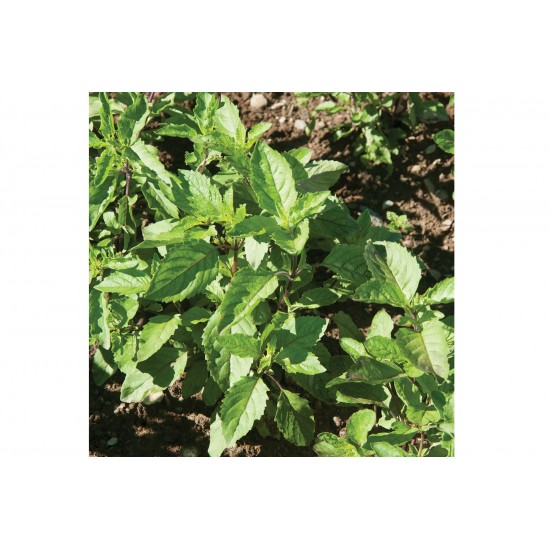 Holy Basil Seeds (Ocimum tenuiflorum)