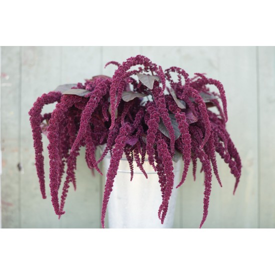 Hopi Red Dye - Organic Amaranthus Seed