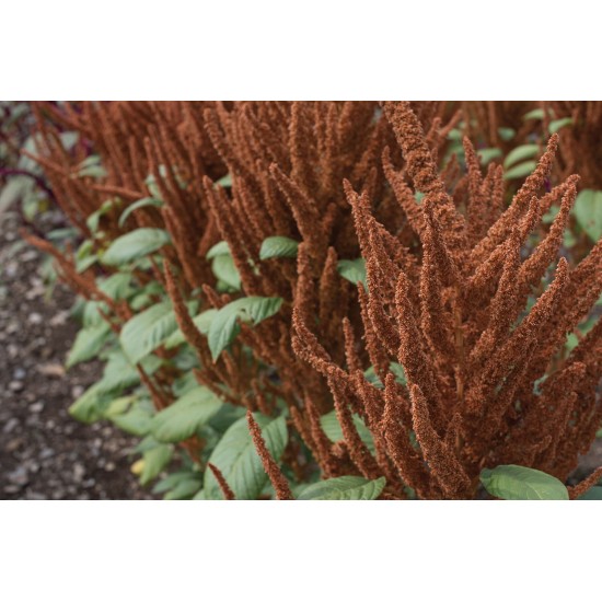 Hot Biscuits - Amaranthus Seed