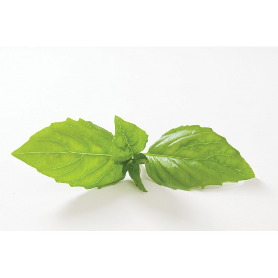 Italian Large Leaf - Basil Seed