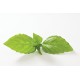 Italian Large Leaf - Basil Seed