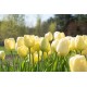 Ivory Floradale - Tulip Bulb