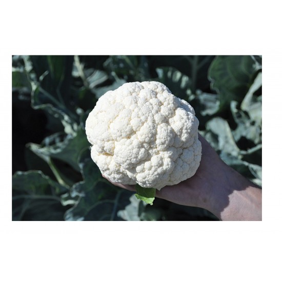 Janvel - Organic (F1) Cauliflower