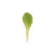 Jericho - Organic Lettuce Seed