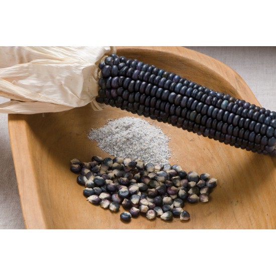 Jerry Petersen Blue - Organic Corn Seed