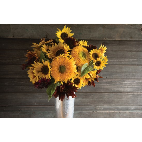 Johnny's Sunflower Collection - Seed