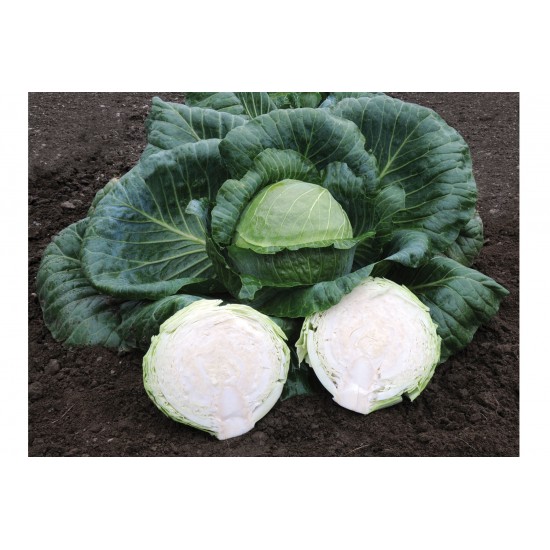 Kaitlin - (F1) Cabbage Seed