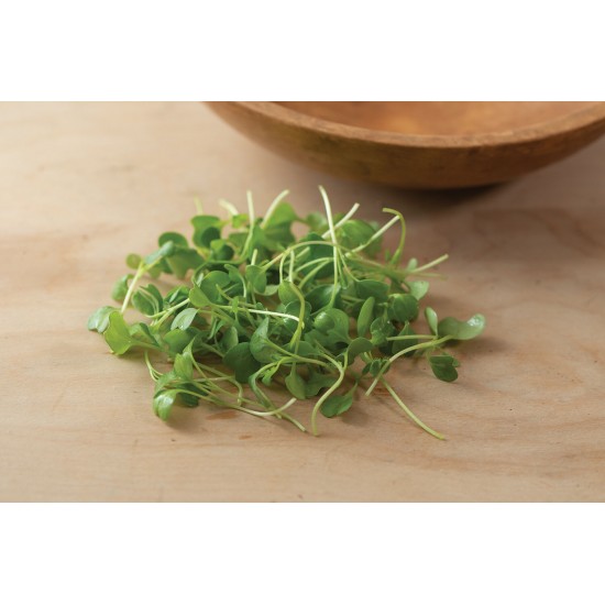 Kale, Bright Green Curly - Microgreen Seed