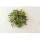 Kale, KX-1 - (F1) Microgreen Seed