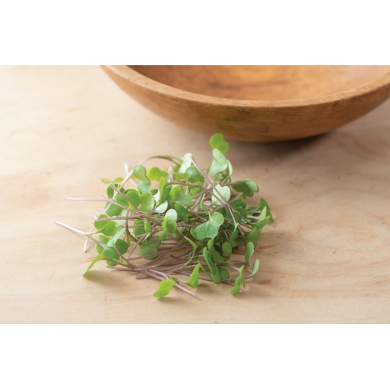 Kale, Red Russian - Microgreen Seed