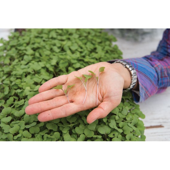 Kale, Red Russian - Organic Microgreen Seed