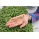 Kale, Red Russian - Organic Microgreen Seed