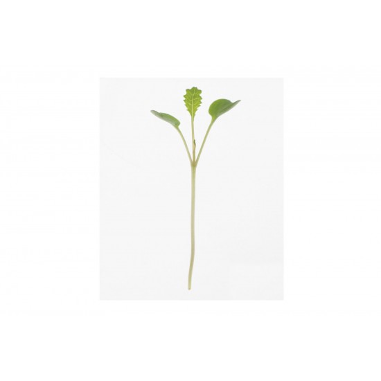 Kale, Toscano - Microgreen Seed