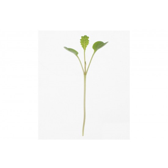 Kale, Toscano - Organic Microgreen Seed
