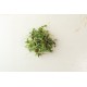 Kalefetti Mix - Kale Microgreen Seeds