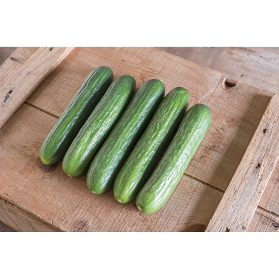 Katrina - Organic (F1) Cucumber Seed