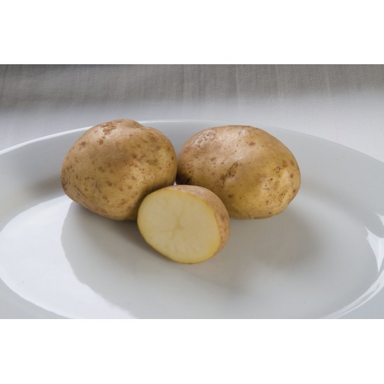 Kennebec - Organic Seed Potatoes