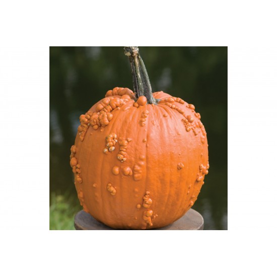 Knuckle Head - (F1) Pumpkin Seed