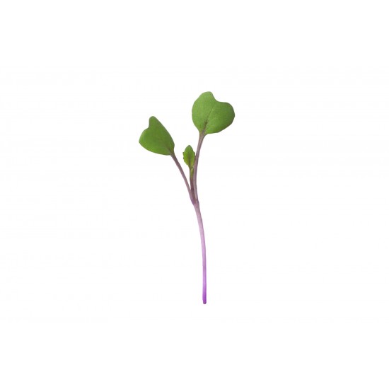 Kohlrabi, Purple - Organic Microgreen Seed