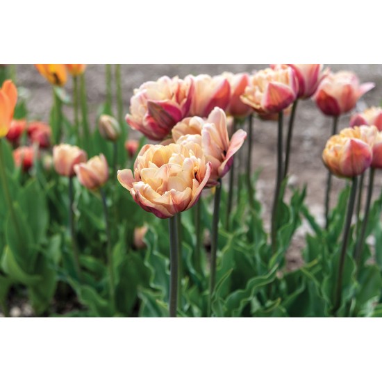 La Belle Epoque - Tulip Bulb