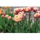 La Belle Epoque - Tulip Bulb